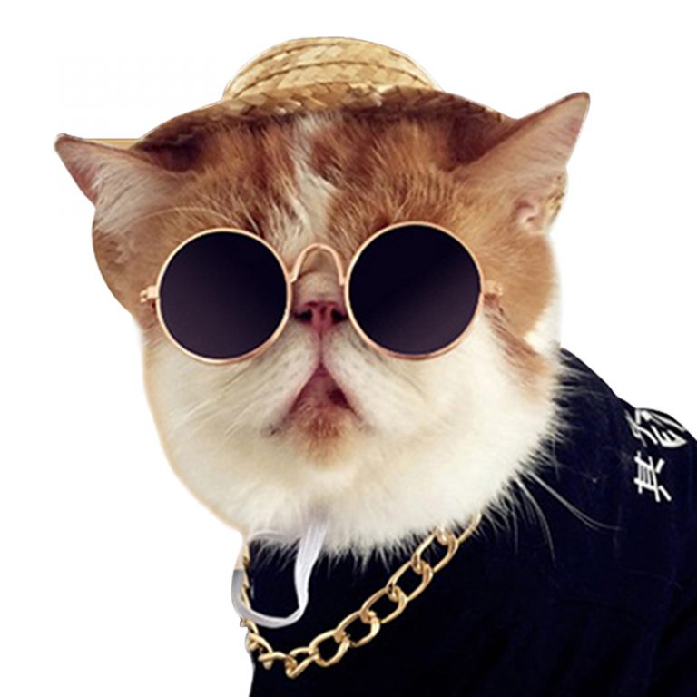 Pet glasses cat sunglasses